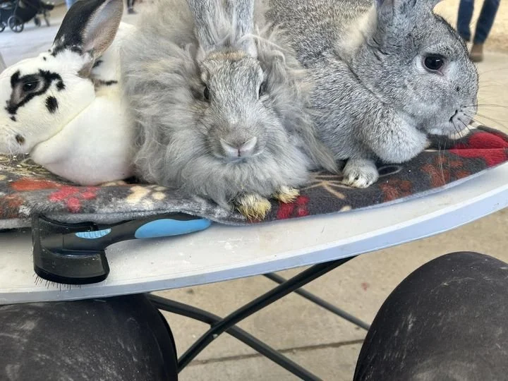 Heritage Rabbits — Heritage Livestock Canada